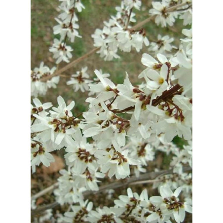 ABELIOPHYLLUM distichum (Forsythia blanc)