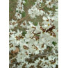 ABELIOPHYLLUM distichum (Forsythia blanc)