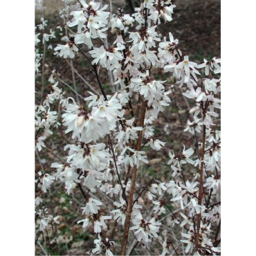 ABELIOPHYLLUM distichum (Forsythia blanc)