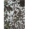 ABELIOPHYLLUM distichum (Forsythia blanc)