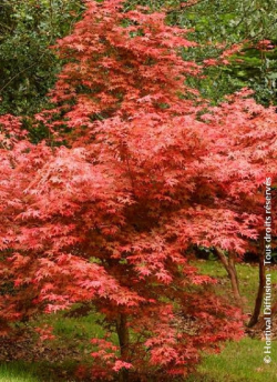 erable-du-japon-deshojo-acer-palmatum-deshojo-1.jpg