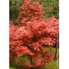 ACER palmatum DESHOJO (Érable du Japon)