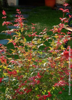 erable-du-japon-deshojo-acer-palmatum-deshojo-2.jpg
