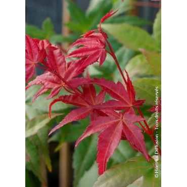 ACER palmatum DESHOJO (Érable du Japon)