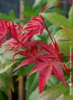 erable-du-japon-deshojo-acer-palmatum-deshojo-3.jpg