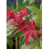 ACER palmatum DESHOJO (Érable du Japon)