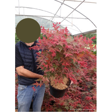 ACER palmatum DESHOJO En pot de 10-12 litres buisson hauteur 060-080 cm