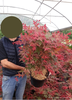 erable-du-japon-deshojo-acer-palmatum-deshojo-4.jpg