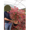 ACER palmatum DESHOJO (Érable du Japon) En pot de 10-12 litres forme buisson