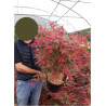 ACER palmatum DESHOJO En pot de 10-12 litres buisson hauteur 060-080 cm