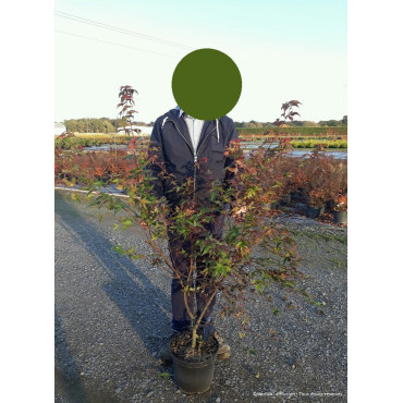 ACER palmatum DESHOJO En pot de 10-12 litres buisson hauteur 060-080 cm
