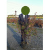 ACER palmatum DESHOJO En pot de 10-12 litres buisson hauteur 060-080 cm