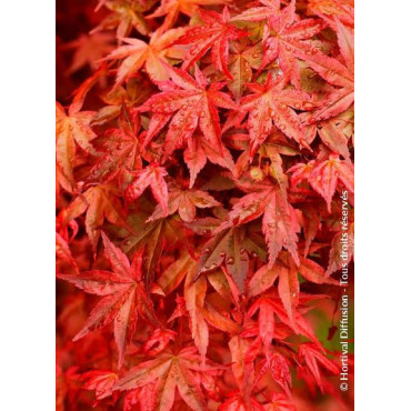 ACER palmatum DESHOJO (Érable du Japon)