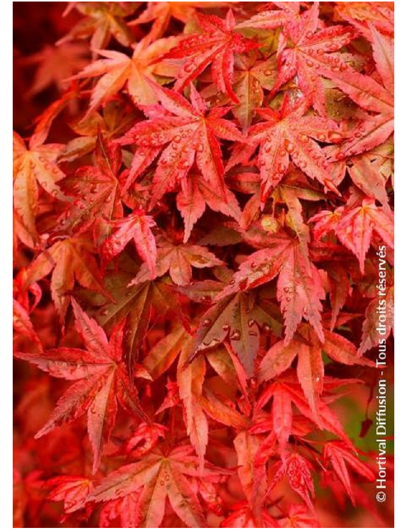 ACER palmatum DESHOJO (Érable du Japon)