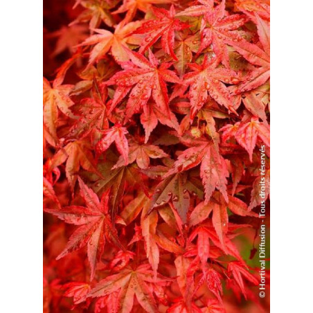 ACER palmatum DESHOJO (Érable du Japon)