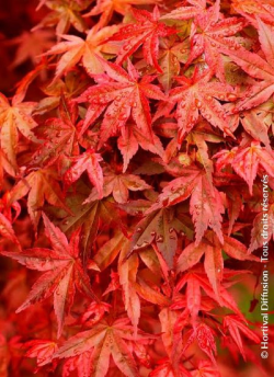 erable-du-japon-deshojo-acer-palmatum-deshojo.jpg