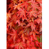 ACER palmatum DESHOJO (Érable du Japon)