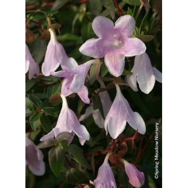 ABELIA PINKY BELLS® (Abélia Pinky Bells®)