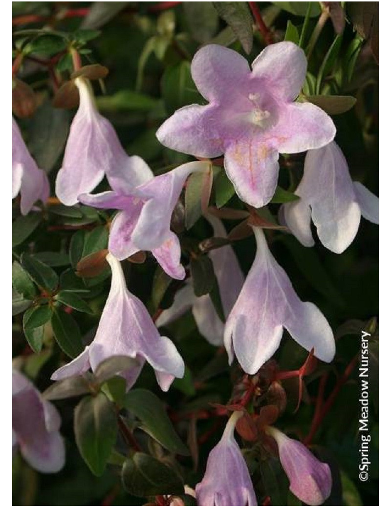 ABELIA PINKY BELLS® (Abélia Pinky Bells®)