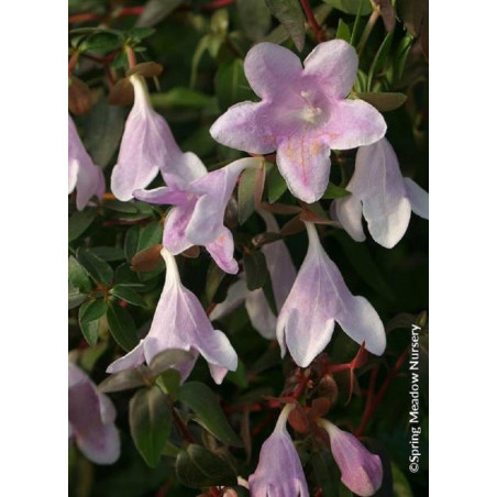 ABELIA PINKY BELLS® (Abélia Pinky Bells®)