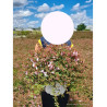 ABELIA PINKY BELLS En pot de 10-12 litres forme buisson