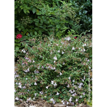 ABELIA PINKY BELLS® (Abélia Pinky Bells®)