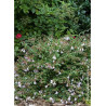 ABELIA PINKY BELLS® (Abélia Pinky Bells®)