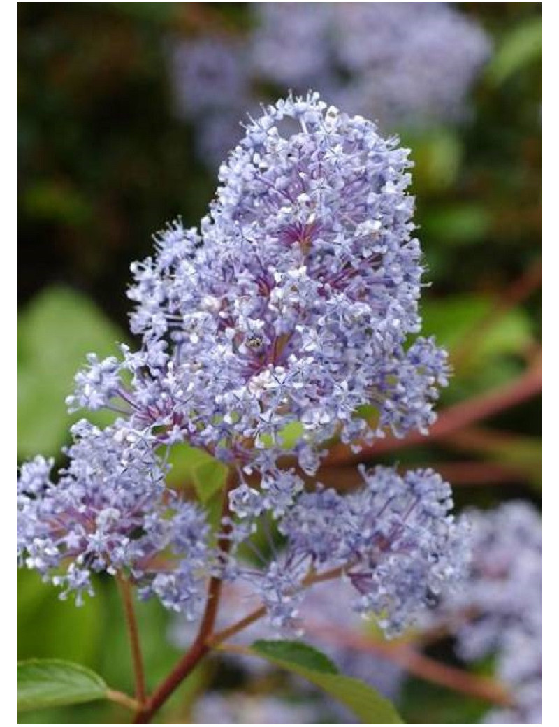 CEANOTHUS delilianus GLOIRE DE VERSAILLES (Céanothe)