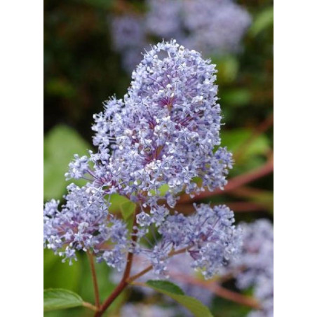 CEANOTHUS delilianus GLOIRE DE VERSAILLES (Céanothe)