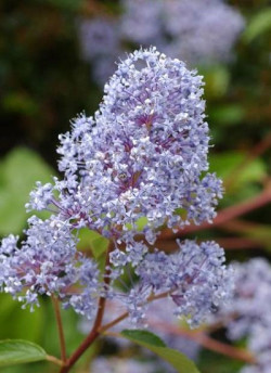 CEANOTHUS delilianus GLOIRE DE VERSAILLES