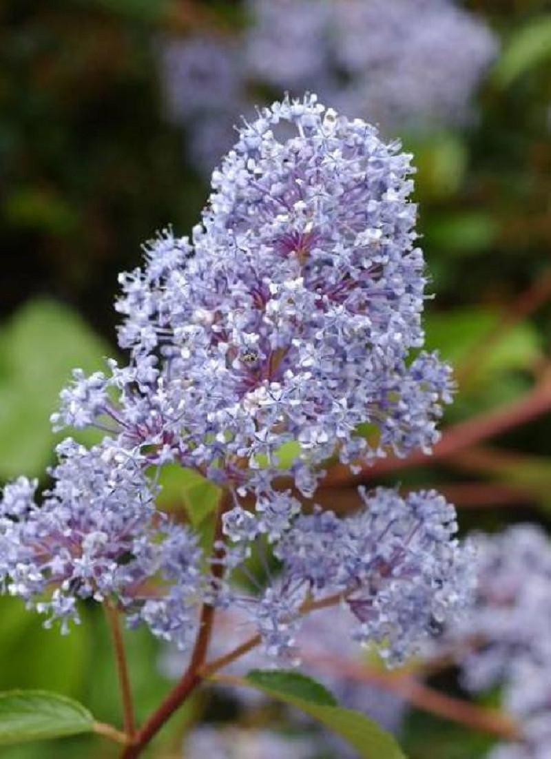 CEANOTHUS delilianus GLOIRE DE VERSAILLES