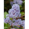 CEANOTHUS delilianus GLOIRE DE VERSAILLES (Céanothe)