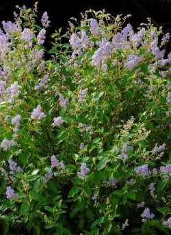 CEANOTHUS delilianus GLOIRE DE VERSAILLES