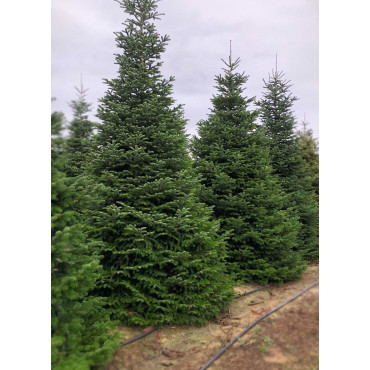 ABIES NORDMANNIANA (SAPIN DU CAUCASE)