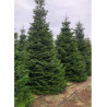 ABIES NORDMANNIANA (SAPIN DU CAUCASE)