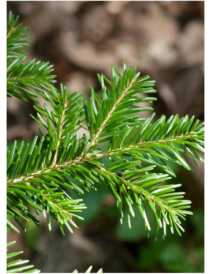 ABIES nordmanniana (Sapin du Caucase)