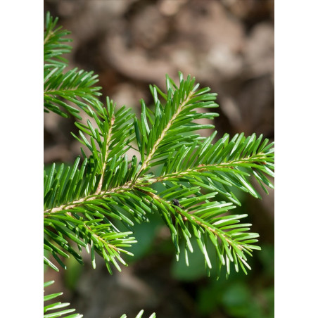 ABIES nordmanniana (Sapin du Caucase)