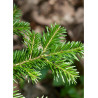 ABIES nordmanniana (Sapin du Caucase)