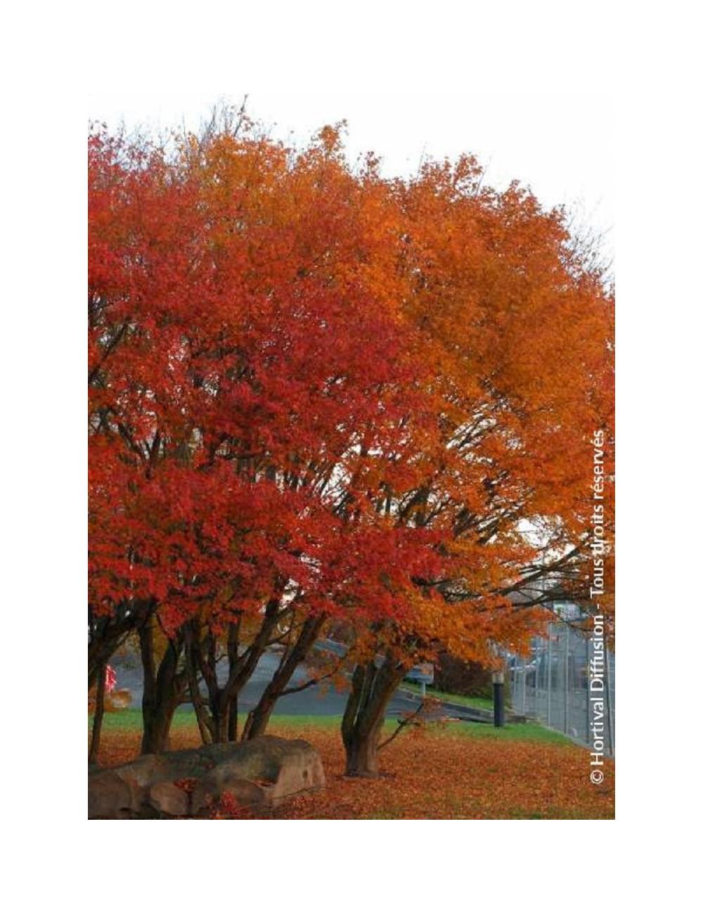 Acer palmatum | Érable du Japon emblématique au feuillage raffiné et flamboyant – Plantes & Nature