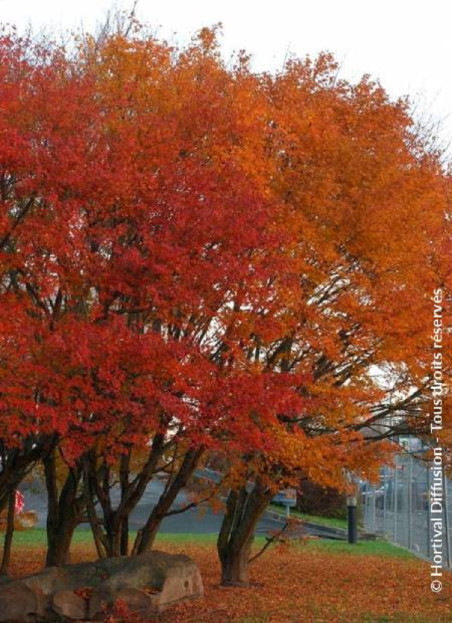 Acer palmatum | Érable du Japon emblématique au feuillage raffiné et flamboyant – Plantes & Nature