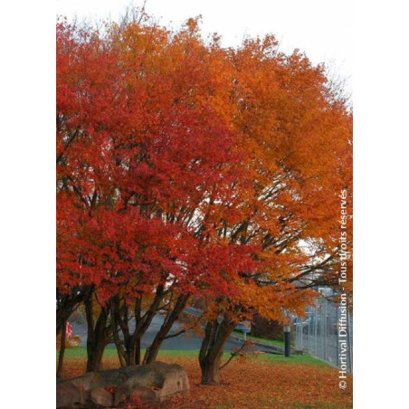 ACER palmatum (Érable du Japon)