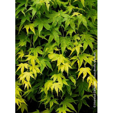 ACER palmatum (Érable du Japon)