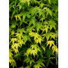 ACER palmatum (Érable du Japon)