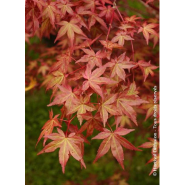 ACER palmatum (Érable du Japon)