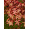 ACER palmatum (Érable du Japon)