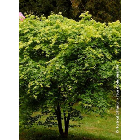 ACER palmatum (Érable du Japon)