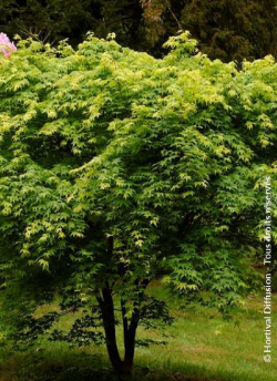 ACER palmatum