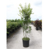 ACER palmatum (Érable du Japon)