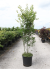 ACER palmatum En pot de 25-30 litres buisson hauteur 150-175 cm