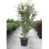 ACER palmatum (Érable du Japon)